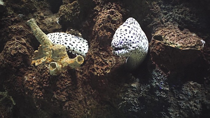 海鳗 深海动物 高清