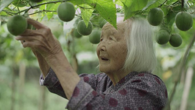 百岁长寿老人丰收季采摘罗汉果