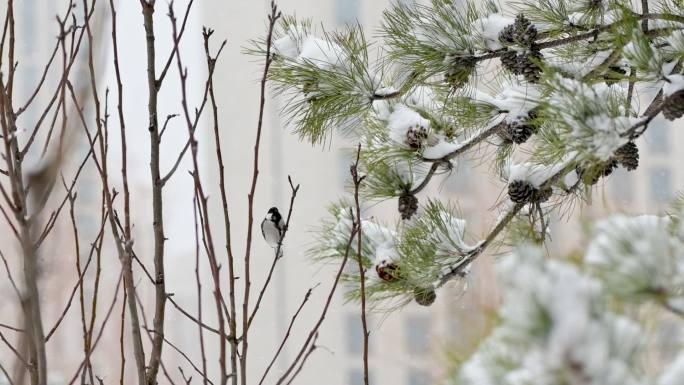 雪后树上的鸟