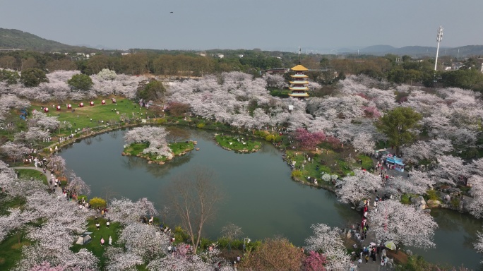东湖樱花园樱花盛开