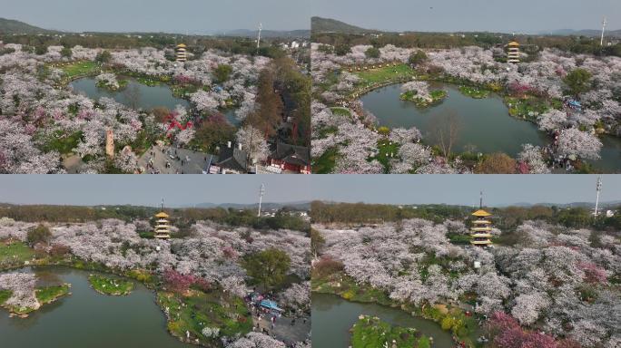 东湖樱花园樱花盛开