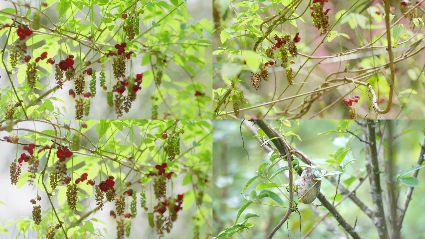 八月瓜开花果实视频