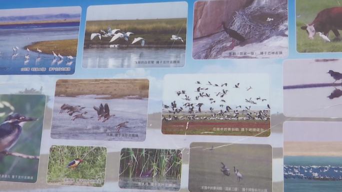 世界野生动物保护日宣传发传单展板