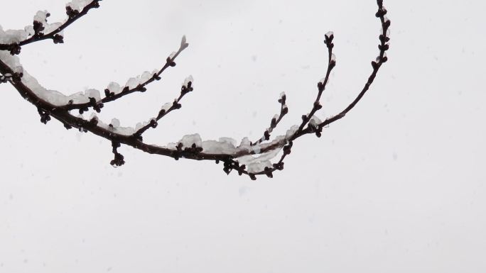 桃枝在春雪中萌动