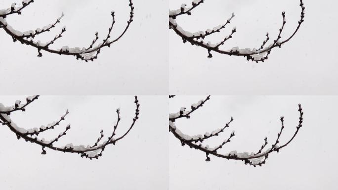 桃枝在春雪中萌动