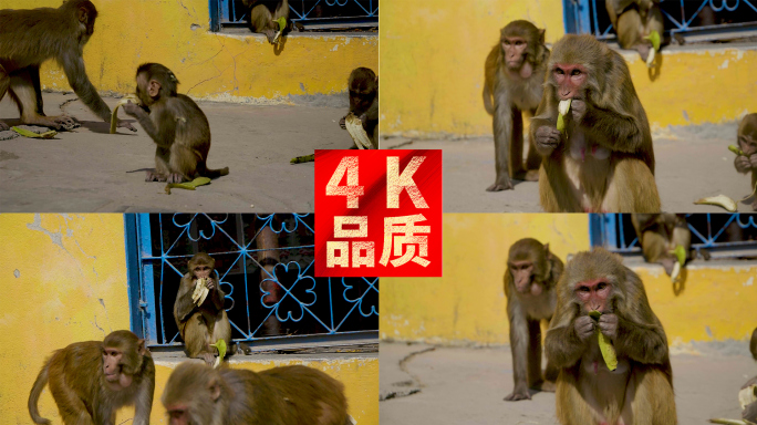 猕猴子坐在墙边栏杆上窗户上吃香蕉 4k