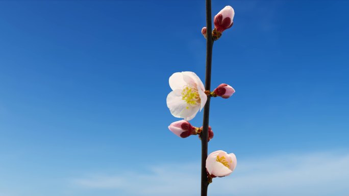 延时拍摄粉色腊梅花盛开绽开唯美动态素材