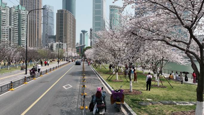 武汉西北湖金融圈 城市樱花