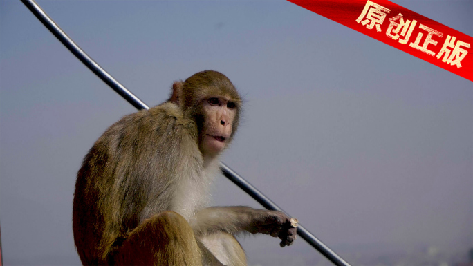 猕猴子坐在城墙边栏杆上吃干果子 4k旅拍