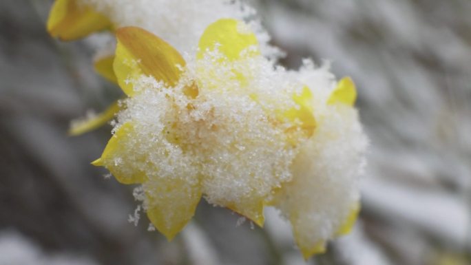 冰雪下的迎春花