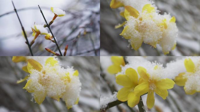 冰雪下的迎春花