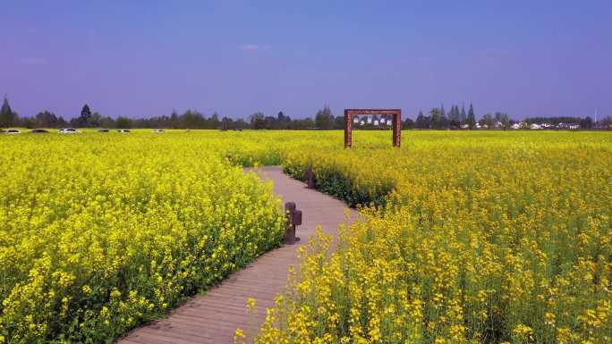 四川成都大邑县油菜花田 美丽乡村春天航拍