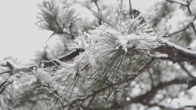 升格慢镜头下雪雪花飘落的松树