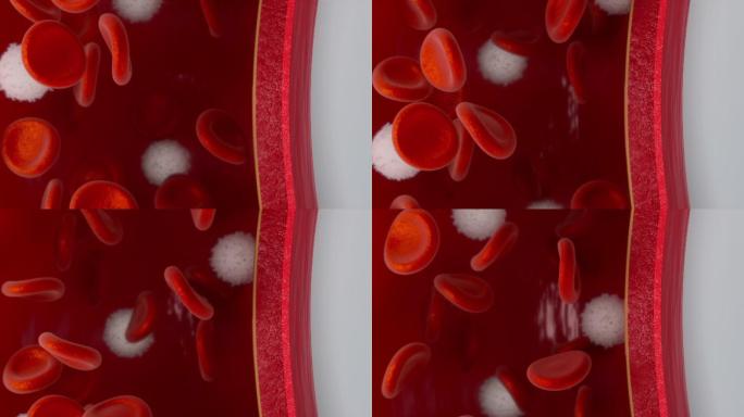 血管中流动的红细胞和白细胞
