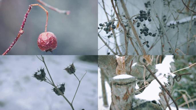 冬天山楂天天龙葵果实雪地下雪雪景冬季空境