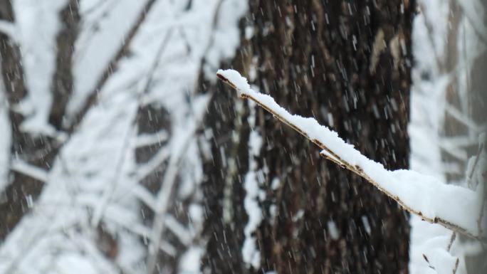冬天雪树枝下雪雪景