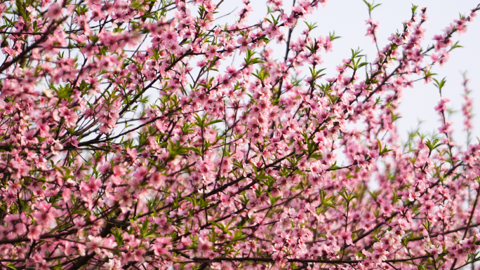 桃花 桃花林