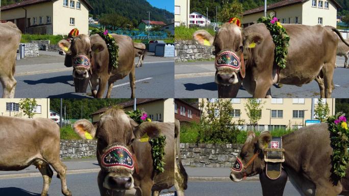 瑞士的牛场内蒙古大草原牧场农场奶牛
