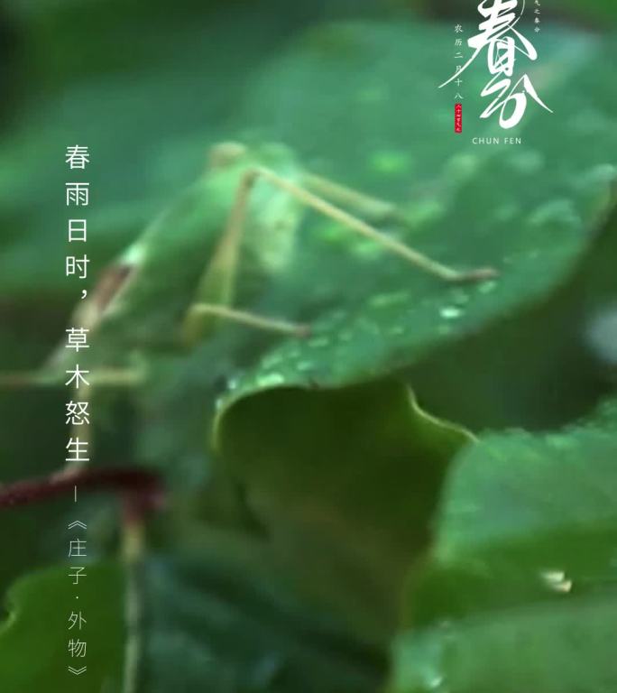 24节气之春分地产15秒价值点推广小视频