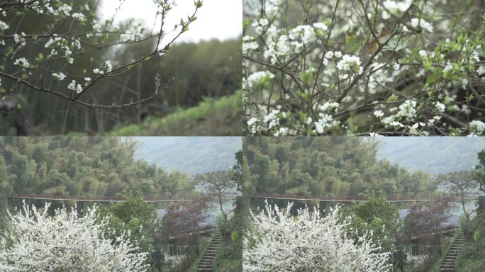 春天乡村里的的白色梨花唯美田园自然风光