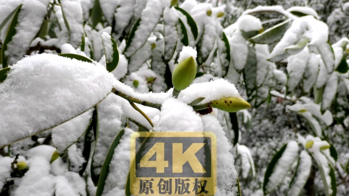 下雪景色实拍视频多镜头素材4K