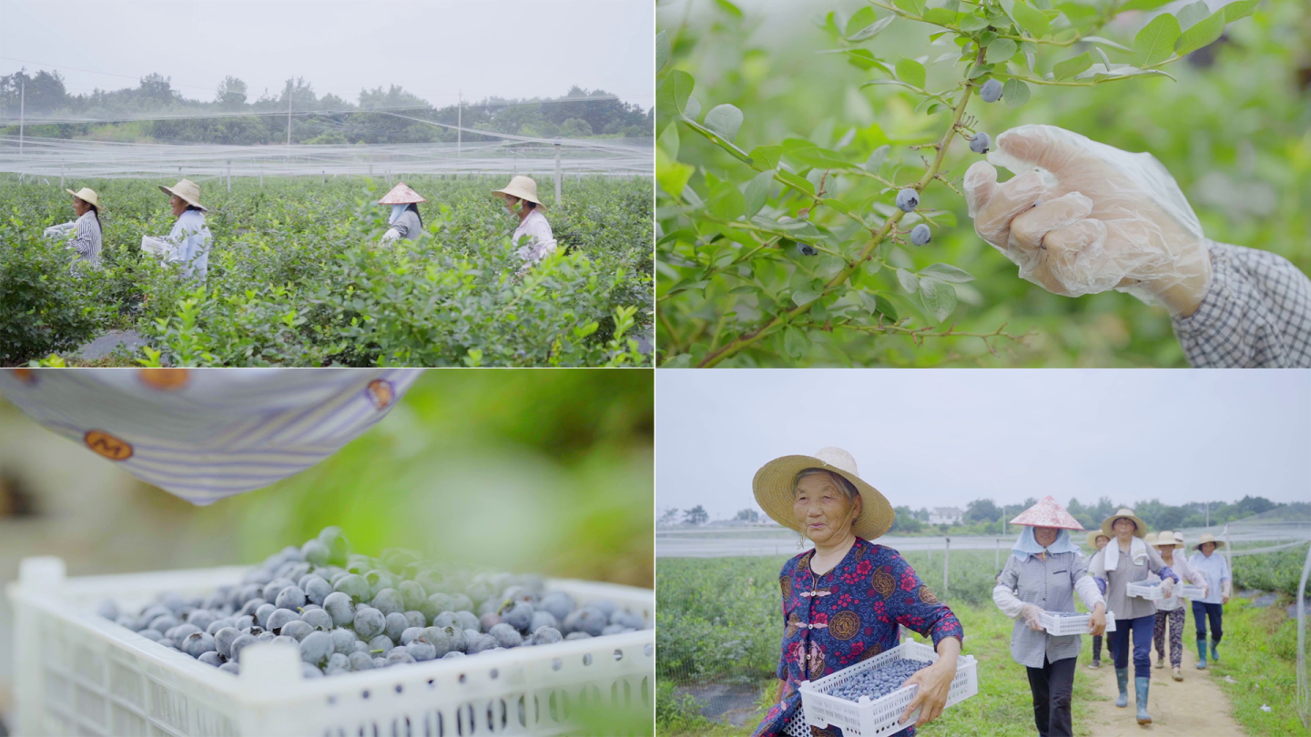 农民在丰收的季节摘蓝莓，幸福的微笑