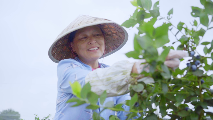 农民在丰收的季节摘蓝莓，幸福的微笑