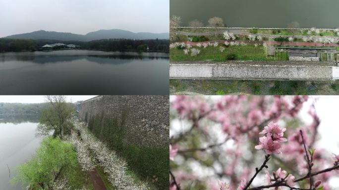 南京钟山风景区前湖樱花