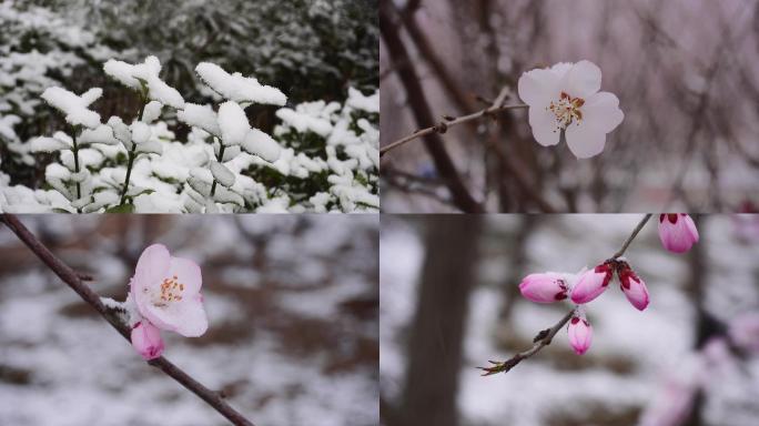 4K 春雪中盛开的花