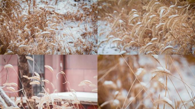 小雪冬天狗尾草枯草杂草冬日暖阳小景疫情