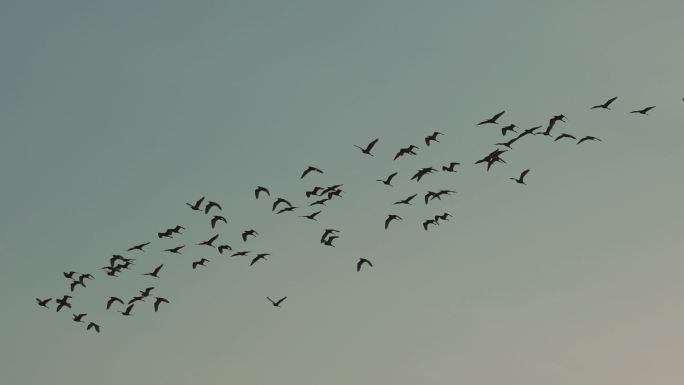 海鸥飞翔群鸟鸟儿鸟飞鸟群