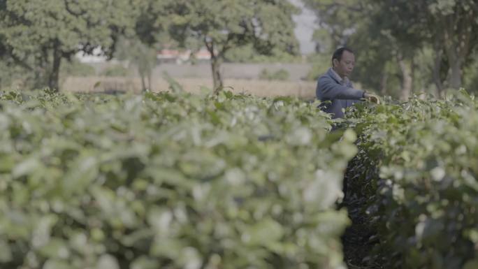 茶农在茶田检查茶叶