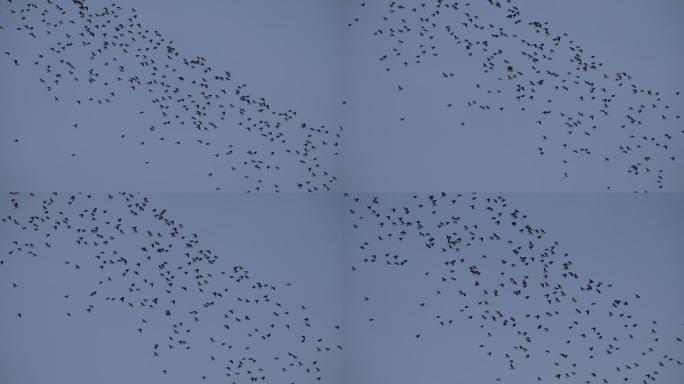 寒鸦：成队飞行群在空中壮观奋力翱翔