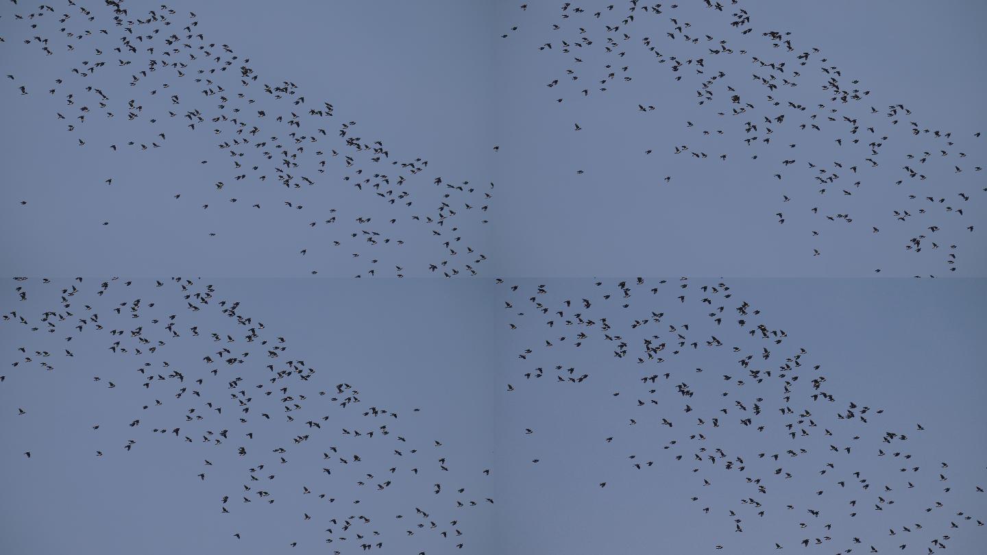 寒鸦：成队飞行群在空中壮观奋力翱翔