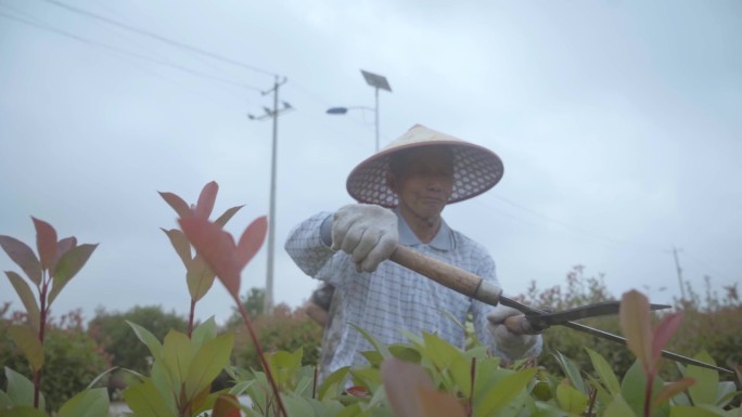 老人修剪花草