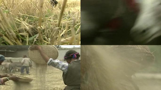90年代藏族居民生活小麦丰收