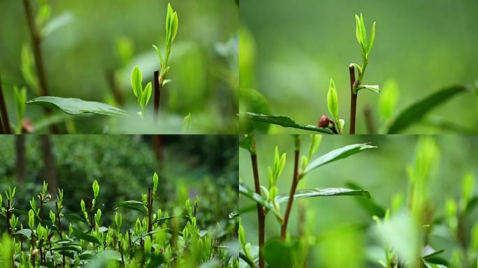 浙江杭州西湖龙井茶雨中茶叶特写雨后龙井茶