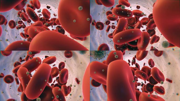 在血流动画中三维肾功能器官3D人体