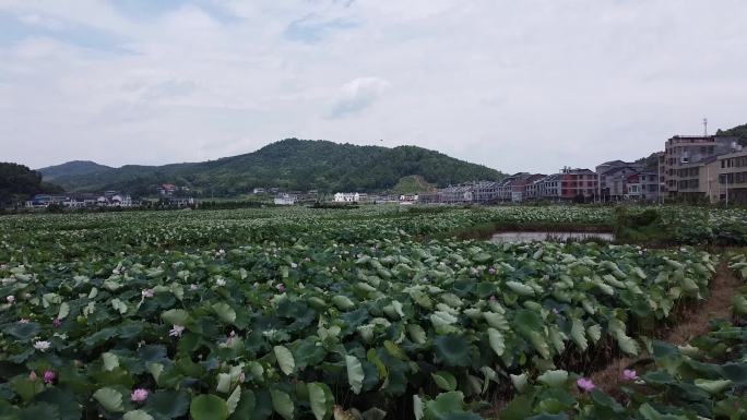 航拍衡东白莲荷塘