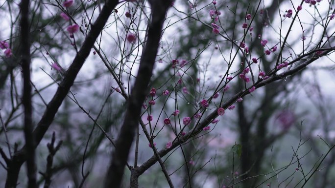 春雨地面视频素材