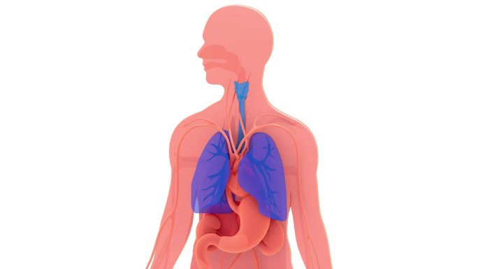 肺部和呼吸系统的3d动画