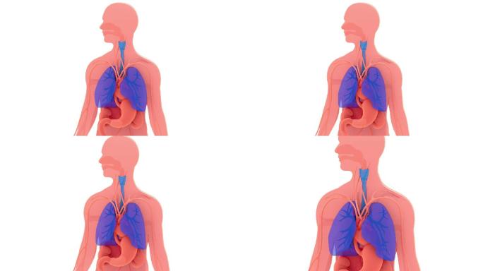 肺部和呼吸系统的3d动画