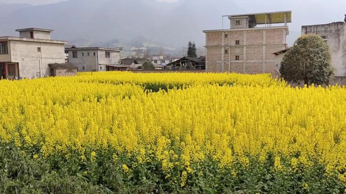 春天的油菜花田—四川雅安芦山县