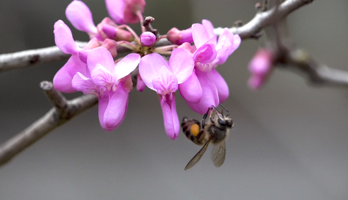 蜜蜂 紫荆花