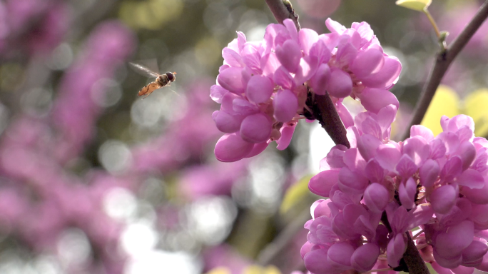 蜜蜂 紫荆花