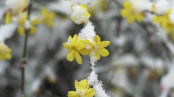 雪中的迎春花1