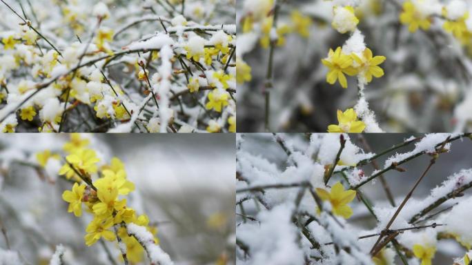 雪中的迎春花1