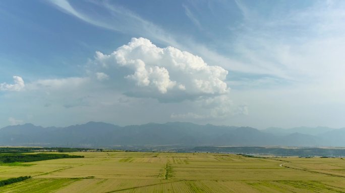 山下大面积麦田航拍