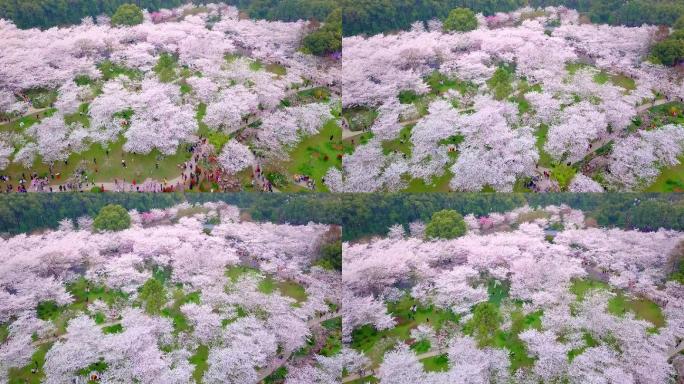 春天武汉东湖樱园樱花盛开