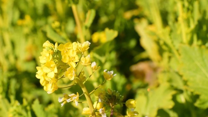 春天 春季 油菜花